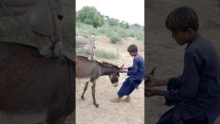 A person will help a donkey animals youtubeshorts shortfeed [upl. by Shakespeare]