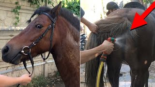 Funny Horse Wash  A Satisfying ASMR Experience [upl. by Nugent]