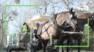 Des calèches collectent les sapins de Noël des habitants de MaisonsLaffitte [upl. by Savadove]