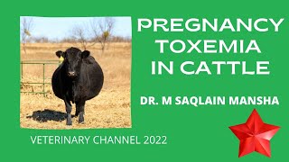 Large Animal Medicine The Causes Symptoms Diagnosis And Treatment Of Pregnancy Toxemia In Cattle [upl. by Ahsenod]