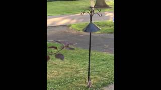 Squirrel sliding down bird feeder pole [upl. by Docilu]