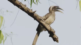 Indian grey hornbillधनेशcall । Hornbill calling out to its Mate । Grey hornbill sound [upl. by Chilcote786]