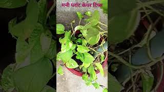 money plant care tips plants gardening moneyplant indoorplants viralvideo ytshorts trending [upl. by Dotty]