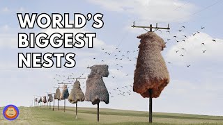 4 Animals That Build the Most Impressive Structures [upl. by Hsirap]