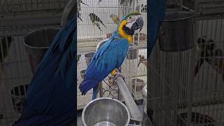 Macaw bird in Bangladesh pet shop macaw macawbird viralshort [upl. by Ellivro638]