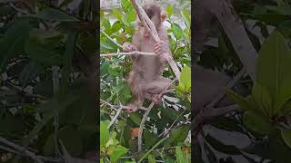 Jenny eats delicious sweets fruit monkey animalhomemonkey6635 mychannel babymonkey [upl. by Yl717]