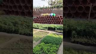 Mullapur dakha nursery 🌱plants buys this sam plants video gardenyoutubeshortsliketranding [upl. by Arret]