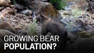 Can Bay Area Bear Its Growing Bear Population [upl. by Annaeg]