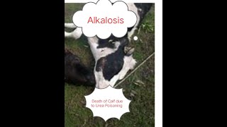 ડૉ બાબુલાલ પટેલ  Alkalosis in Cattle amp Buffalo amp it’s Treatment [upl. by Deanna]