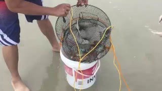 Crabbing in Marsden Point Whangarei New Zealand [upl. by Enaenaj]