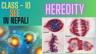 Heredity Class  10 Meiosis cell division  In Nepali [upl. by Ardine296]