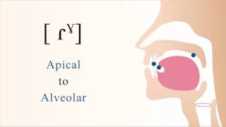 ɾˠ  voiced apical alveolar velarized tap [upl. by Gaven]