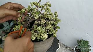 Membuat bonsai jade plant 3 [upl. by Towland]