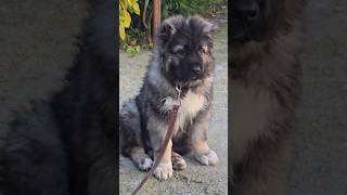 Adorable Caucasian Shepherd Puppy [upl. by Sudderth]