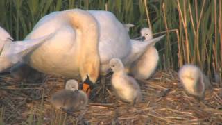 Norfolk Journeys  Swans and Cygnets Spring 2010 [upl. by Georas]