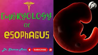 Development of Oesophagus Learn Easy [upl. by Vachell95]