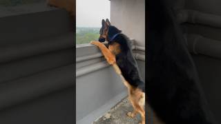 Tyson Da Sheru  GSD Long Coat doglover germanshepherd thebanjaaraboy funnyanimal Nov 05 2024 [upl. by Anelrac]