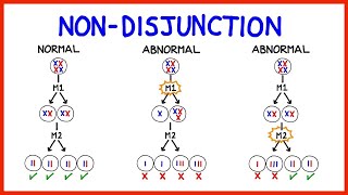 Chromosomal Abnormalities Aneuploidy and NonDisjunction [upl. by Lenahc882]