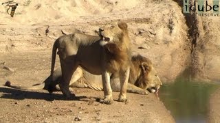 Majestic Male Lions Drink At A River In Africa [upl. by Ssilb176]