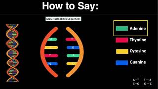 How to Say  Adenine Thymine Cytosine and Guanine [upl. by Decker]