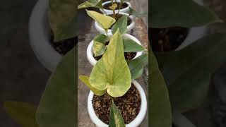 Anthurium CORONG VARIGATA  BROWNII VARIAGATED [upl. by Yeliab478]