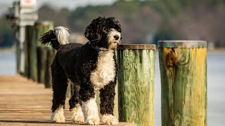 Unleashing the Charm of the Portuguese Water Dog Breed [upl. by Aaberg]