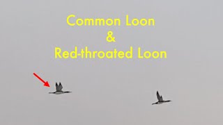 Common Loon and Redthroated Loon [upl. by Kassie]