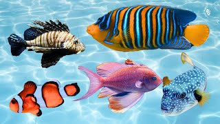 10 Most Beautiful Types of Ornamental Fish in the World  Part 1 [upl. by Aneel]