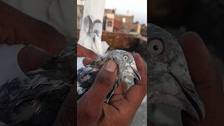 King taddy kabutar 🕊️azadpigeonloverkhanchenal lover viral kabutar shots shortvideos viral [upl. by Kcirrek314]