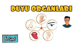 Duyu Organları  6 Sınıf [upl. by Okkin868]