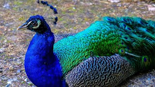 Peacock flying  Peacock dance  Peacock sound  Peacock opening feathers मोर नृत्य  HalfMoonBeach [upl. by Oren]