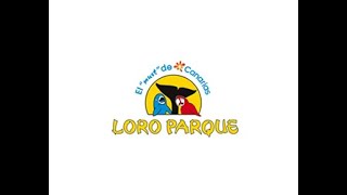 Loro Parque  Dolphin Show [upl. by Dat]