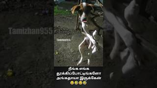 நீங்க எங்க தூக்கிப்போட்டிங்களோ அங்கதாயா இருக்கேன்  Funny Comedy Video  Tamizhan955 [upl. by Hterrag]