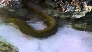 Green Moray Eel [upl. by Debbi]