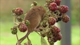 Harvest Mice on Blackberries part three [upl. by Vinny]