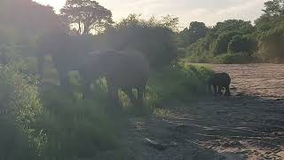 Elefanten im ausgetrockneten Makutsi RiverMakutsi Safari Farm Südafrika [upl. by Erehs]