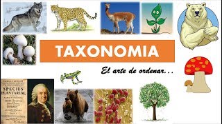 Taxonomía clasificación de los seres vivos [upl. by Wieche]