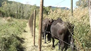 Banyoles ampliarà la prova pilot amb búfales de l’Estany a les llacunes de Can Morgat [upl. by Acisse]