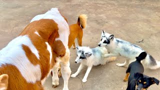 When the little fox saw the calf for the first time its reaction really surprised me 🦊🥰😘❤👍👍👍 [upl. by Arikehs]