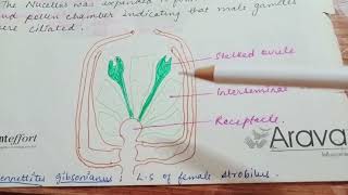 Botany CycadeoideaFossil Gymnospermae handwritten notes ug bpscmainscollegebotany studymaterial [upl. by Anitteb]