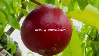 WHAT ARE NECTARINES  Nectarine Picking Terhune Orchards fruit nectarines [upl. by Aicital]