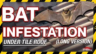 Bat Infestation Under Tile Roof Long Version Roofing Miami FL Istueta Roofing [upl. by Jopa]