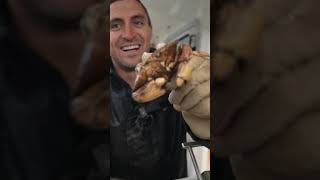 Removing barnacles from a crab lobster sustainable commercialfishing education learn [upl. by Lenny]