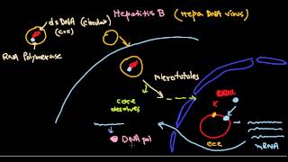 Hepatitis B virus life cycle [upl. by Earlene]