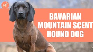 Bavarian Mountain Scent Hound All You Need to Know [upl. by Autum]