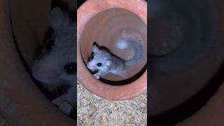 African pygmy dormice 🤍 youtubeshorts funnypetslife comedy shorts pets animals [upl. by Lahpos865]