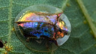 Beautiful Cassidinae Beetles Amazing Information [upl. by Onaicul431]