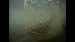 Owyhee River Oregon Monster Brown Trout [upl. by Nwadahs555]