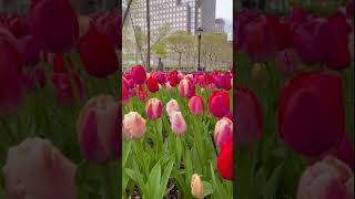 Tulip garden in Brookfield Place in New York City is in full bloom [upl. by Baudoin]