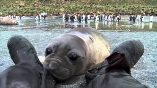 Curious Baby Seal Approaches Cameraman [upl. by Broadbent]